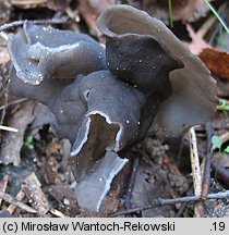 Helvella lacunosa (piestrzyca zatokowata)