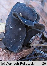 Helvella lacunosa (piestrzyca zatokowata)