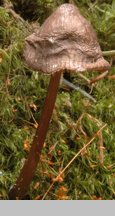 Mycena purpureofusca (grzybówka fioletowobrązowa)