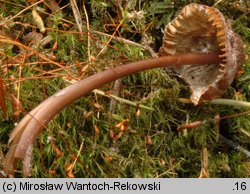 Mycena purpureofusca (grzybówka fioletowobrązowa)