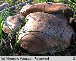 Tricholoma populinum (gąska topolowa)