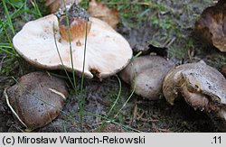 Tricholoma populinum (gąska topolowa)