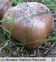 Tricholoma populinum (gąska topolowa)