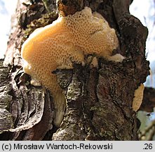 Diplomitoporus flavescens (wrośniaczek sosnowy)