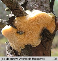 Diplomitoporus flavescens (wrośniaczek sosnowy)