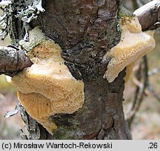 Diplomitoporus flavescens (wrośniaczek sosnowy)