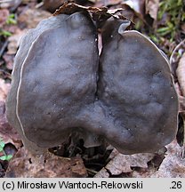 Helvella lacunosa (piestrzyca zatokowata)