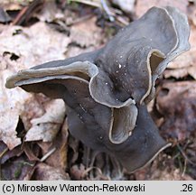 Helvella lacunosa (piestrzyca zatokowata)