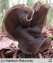 Helvella lacunosa (piestrzyca zatokowata)