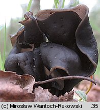 Helvella lacunosa (piestrzyca zatokowata)