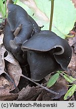 Helvella lacunosa (piestrzyca zatokowata)