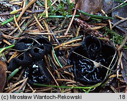 Pseudoplectania nigrella (czareczka czarniutka)