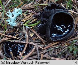 Pseudoplectania nigrella (czareczka czarniutka)