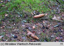 Pseudoplectania nigrella (czareczka czarniutka)