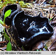 Pseudoplectania nigrella (czareczka czarniutka)