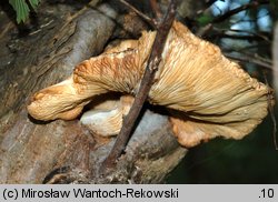 Hypsizygus ulmarius (bokownik wiązowy)