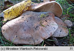 Tricholoma populinum (gąska topolowa)