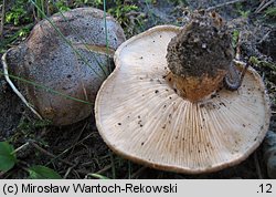 Tricholoma populinum (gąska topolowa)