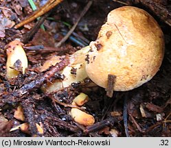 Buchwaldoboletus lignicola (złociec czerwonawy)