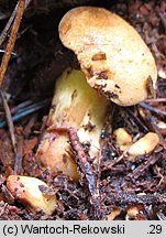 Buchwaldoboletus lignicola (złociec czerwonawy)