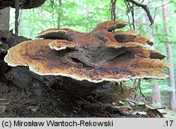 Phaeolus schweinitzii (murszak rdzawy)