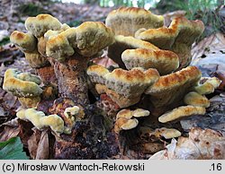 Phaeolus schweinitzii (murszak rdzawy)