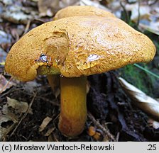 Buchwaldoboletus lignicola (złociec czerwonawy)