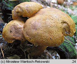 Buchwaldoboletus lignicola (złociec czerwonawy)