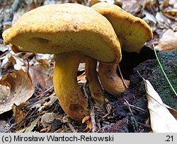 Buchwaldoboletus lignicola (złociec czerwonawy)