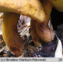 Buchwaldoboletus lignicola (złociec czerwonawy)