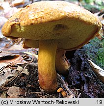 Buchwaldoboletus lignicola (złociec czerwonawy)