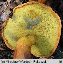 Buchwaldoboletus lignicola (złociec czerwonawy)