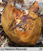 Buchwaldoboletus lignicola (złociec czerwonawy)