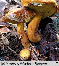 Buchwaldoboletus lignicola (złociec czerwonawy)