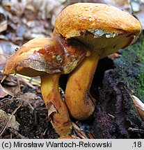 Buchwaldoboletus lignicola (złociec czerwonawy)