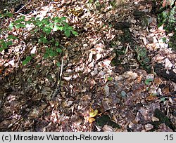 Buchwaldoboletus lignicola (złociec czerwonawy)