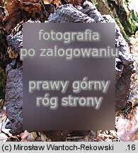 Phaeolus schweinitzii (murszak rdzawy)