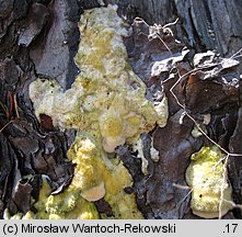 Diplomitoporus flavescens (wrośniaczek sosnowy)