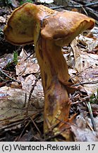 Buchwaldoboletus lignicola (złociec czerwonawy)