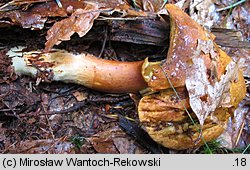 Buchwaldoboletus lignicola (złociec czerwonawy)