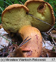 Buchwaldoboletus lignicola (złociec czerwonawy)