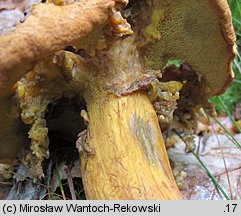 Buchwaldoboletus lignicola (złociec czerwonawy)