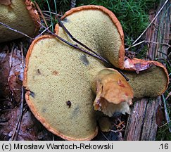 Buchwaldoboletus lignicola (złociec czerwonawy)