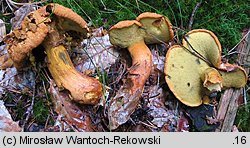 Buchwaldoboletus lignicola (złociec czerwonawy)