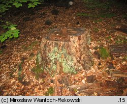 Buchwaldoboletus lignicola (złociec czerwonawy)