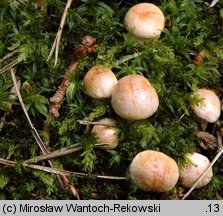 Hygrophorus nemoreus (wodnicha gajowa)