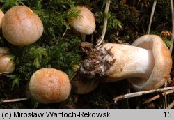 Hygrophorus nemoreus (wodnicha gajowa)