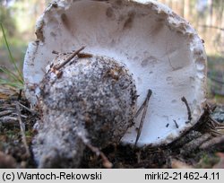 Boletopsis grisea (szaraczek sosnowy)