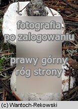 Boletopsis grisea (szaraczek sosnowy)