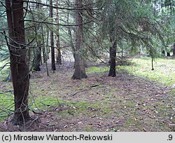 Pseudoplectania nigrella (czareczka czarniutka)